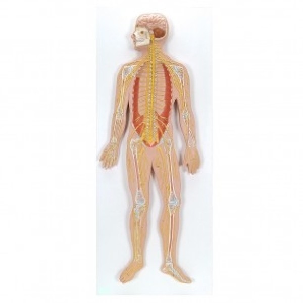 ESP Model Nervous System 1/2 Size (ZKJ-699-N)