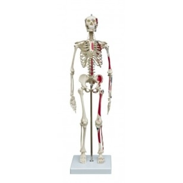 ESP Model Miniature Skeleton with Muscle Attachments (ZJY-276-V)