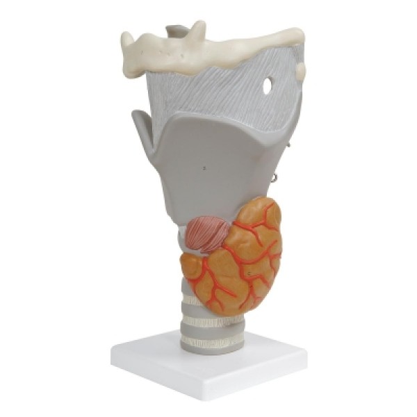 ESP Model Functional Larynx (ZKH-930-X)