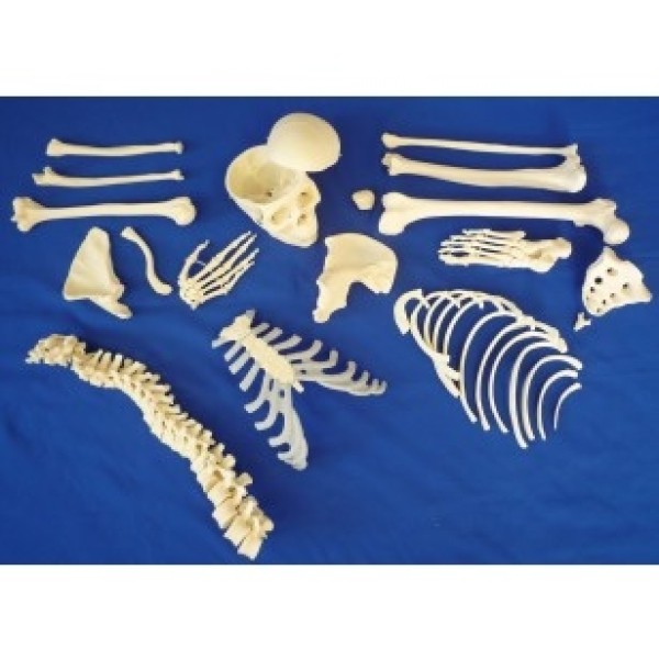 ESP Model Disarticulated Half Skeleton, 3 Part Skull, Hands and Feet On Nylon (ZJY-138-L)