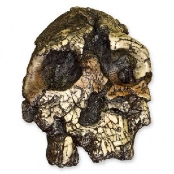 ESP Model Kenyanthropus Skull (ZJY-566-K)