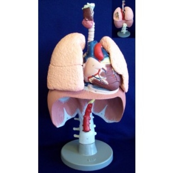 ESP Model Respiratory Organs (ZKJ-649-D)