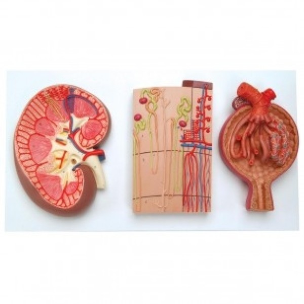 ESP Model Kidney Nephron and Glomerulus Model (ZKJ-764-L)