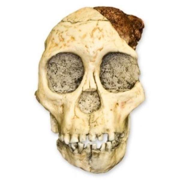 ESP Model Taung Child Skull (ZJY-564-T)