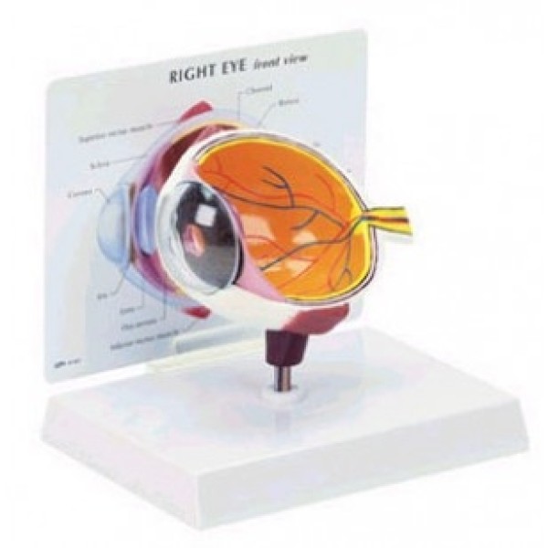 ESP Model Eye Budget Model (GBM-005)