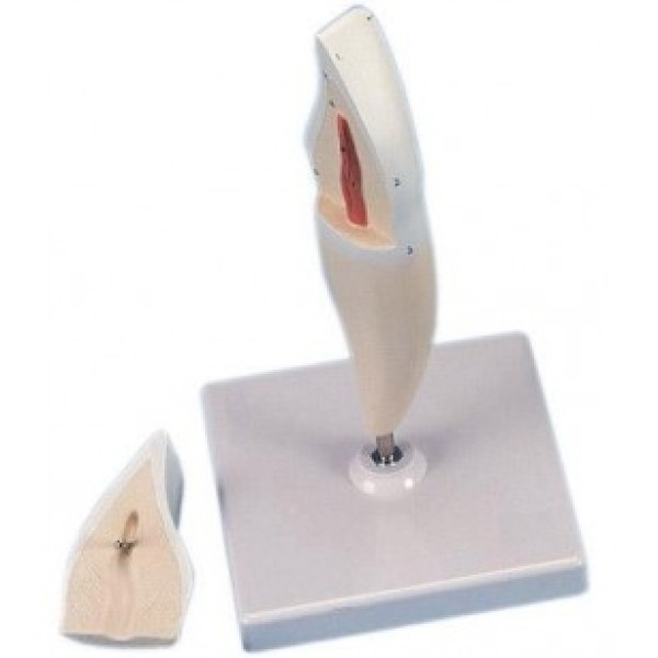 ESP Model Incisor Tooth (ZKH-827-K)