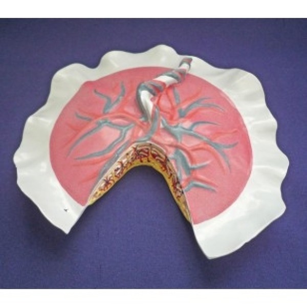 ESP Model Placental Circulation (ZKK-252-X)