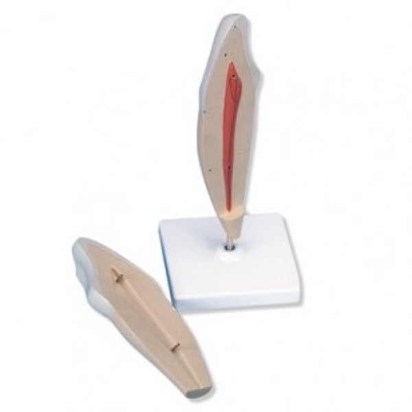 ESP Model Lower Canine Tooth, 2 Part (ZKH-837-L)