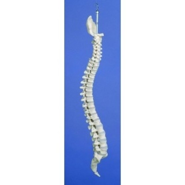 ESP Model Flexible Spine Medical (ZJY-974-K)