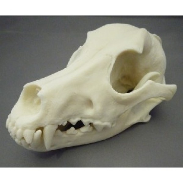 ESP Model Dog Skull Plastic (ZKA-030-D)