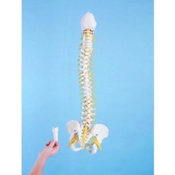 ESP Model Flexible Spine, Medical, with Nerves and Pelvis (ZJY-999-N)