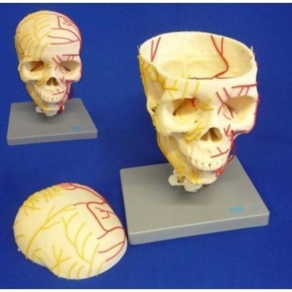 ESP Model Neuro-Vascular Skull (ZJY-380-G)