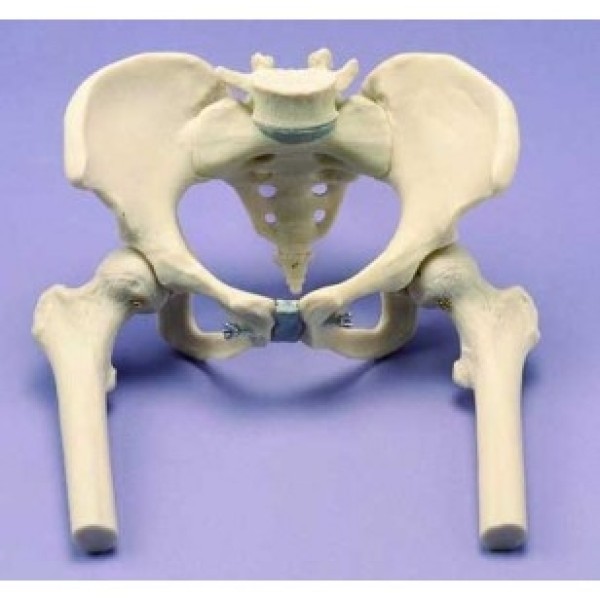 ESP Model Female Pelvis with Femurs (ZJY-591-H)